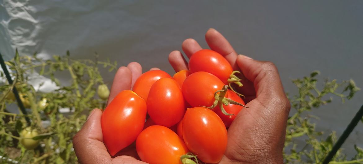 گوجه‌فرنگی‌هایی که با کمک کمپوست ارگانیک الماس قرمز تولید شده با جلبک دریایی ساراگاسوم در باربادوس رشد می‌کنند.