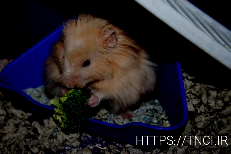 What do animals eat
